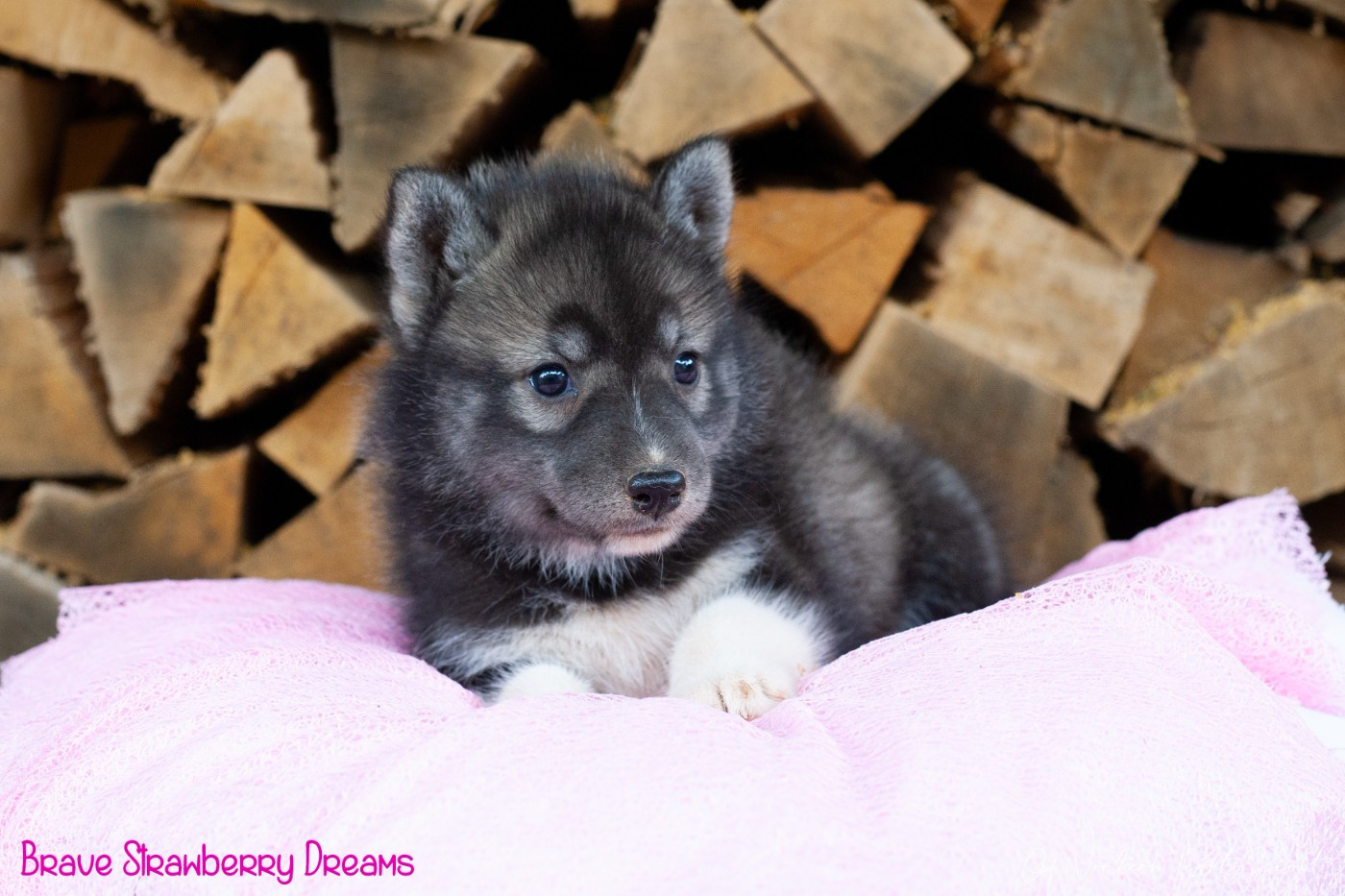 Of Northern Lights Spirit - Chiots disponibles - Siberian Husky