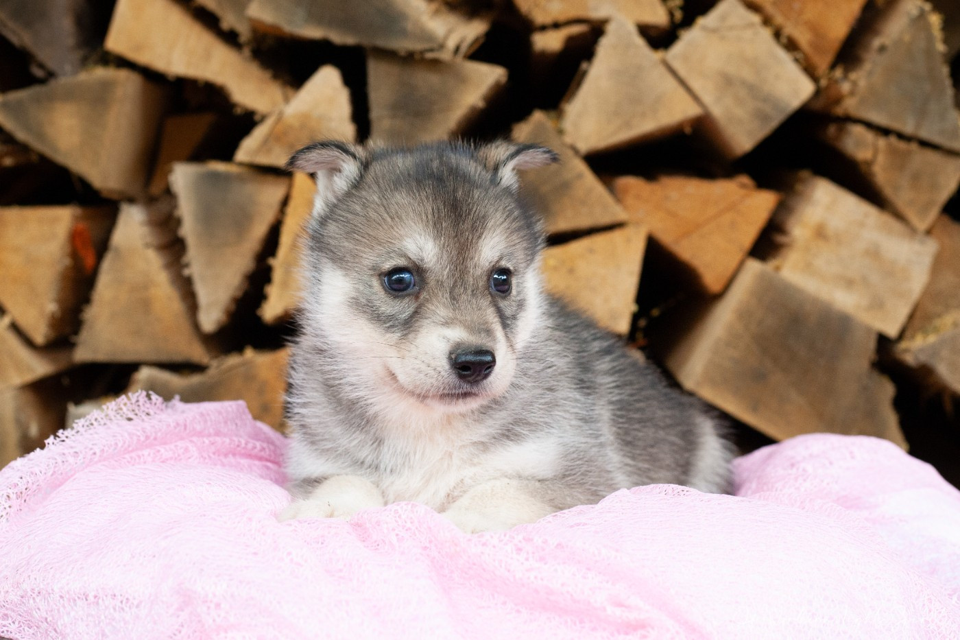 Of Northern Lights Spirit - Chiots disponibles - Siberian Husky