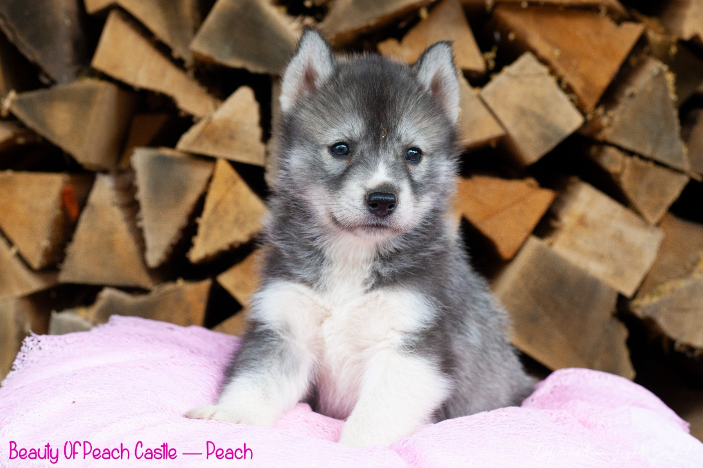 Of Northern Lights Spirit - Chiots disponibles - Siberian Husky