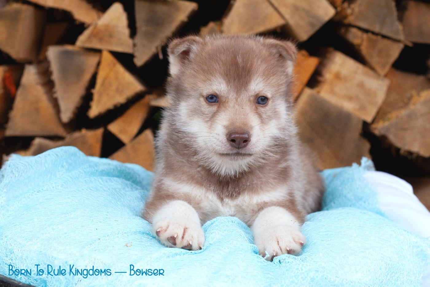 Of Northern Lights Spirit - Chiots disponibles - Siberian Husky