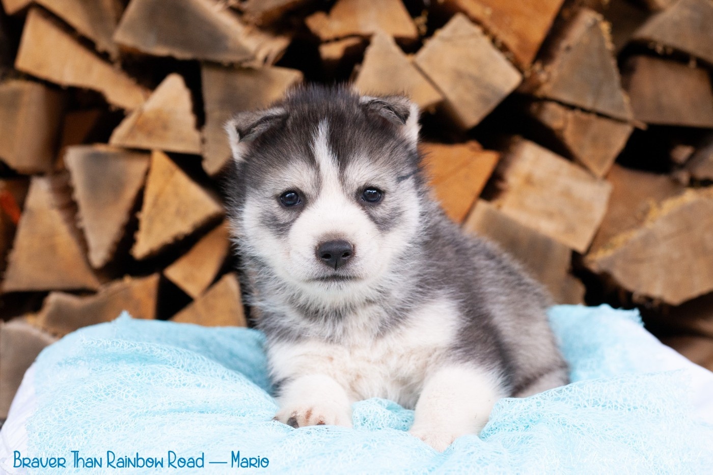 Of Northern Lights Spirit - Chiots disponibles - Siberian Husky