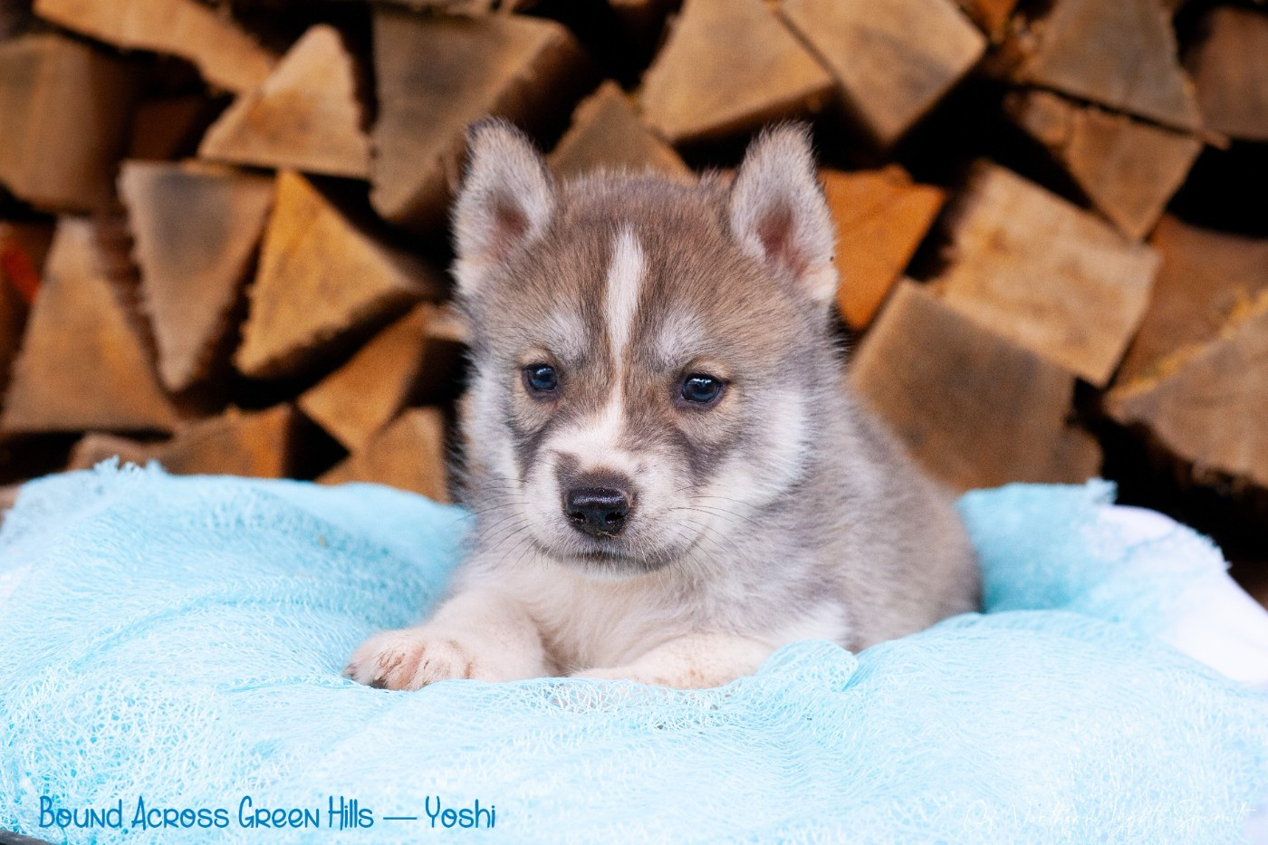 Of Northern Lights Spirit - Chiots disponibles - Siberian Husky