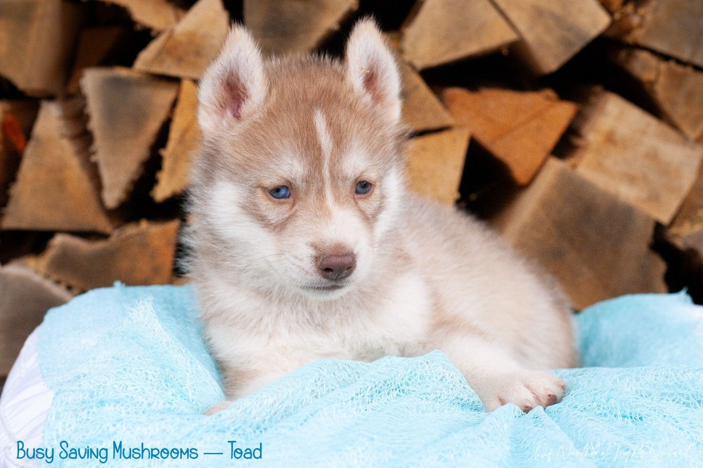 Of Northern Lights Spirit - Chiots disponibles - Siberian Husky