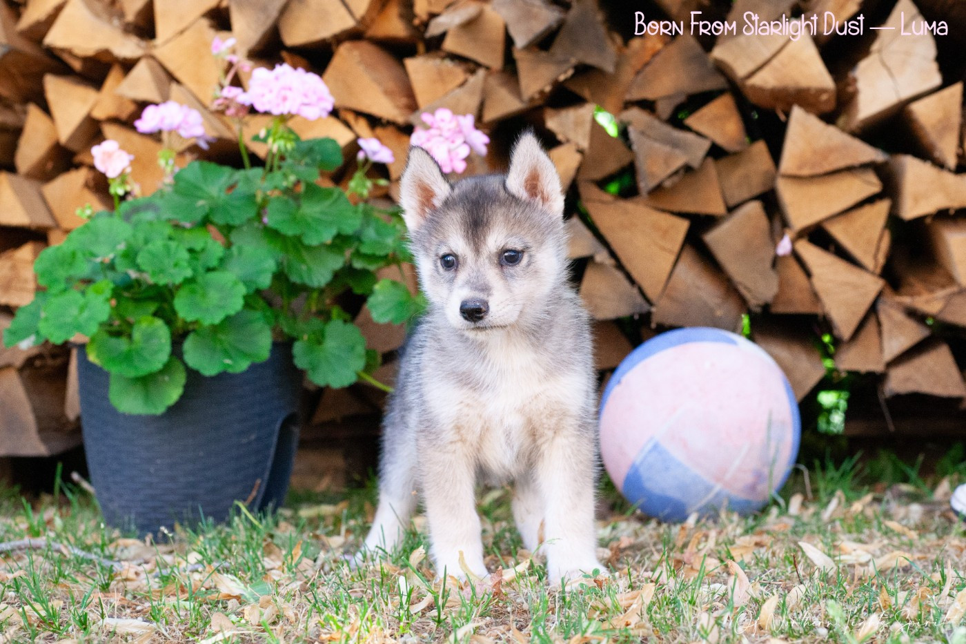 Of Northern Lights Spirit - Chiots disponibles - Siberian Husky