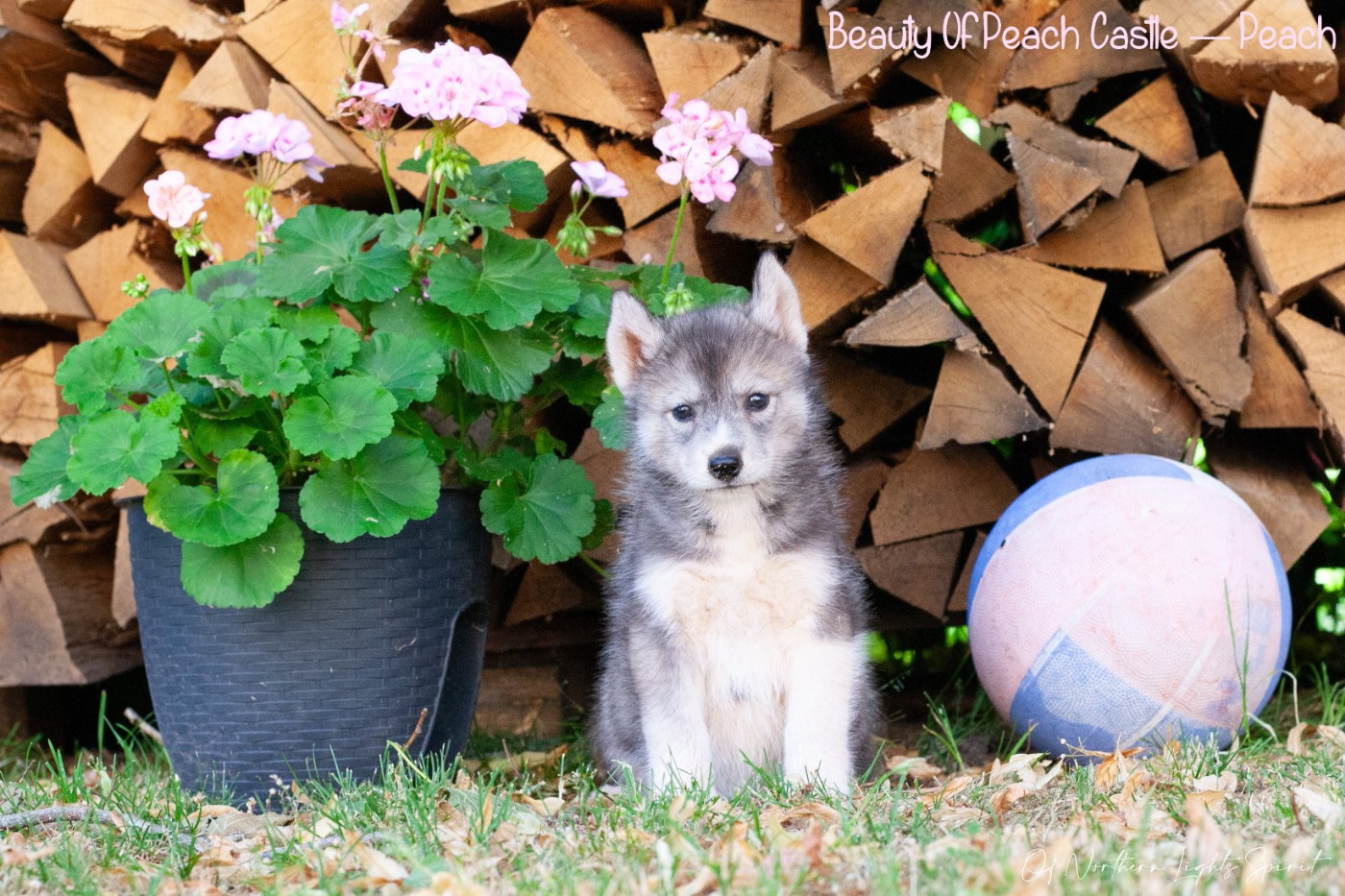 Of Northern Lights Spirit - Chiots disponibles - Siberian Husky