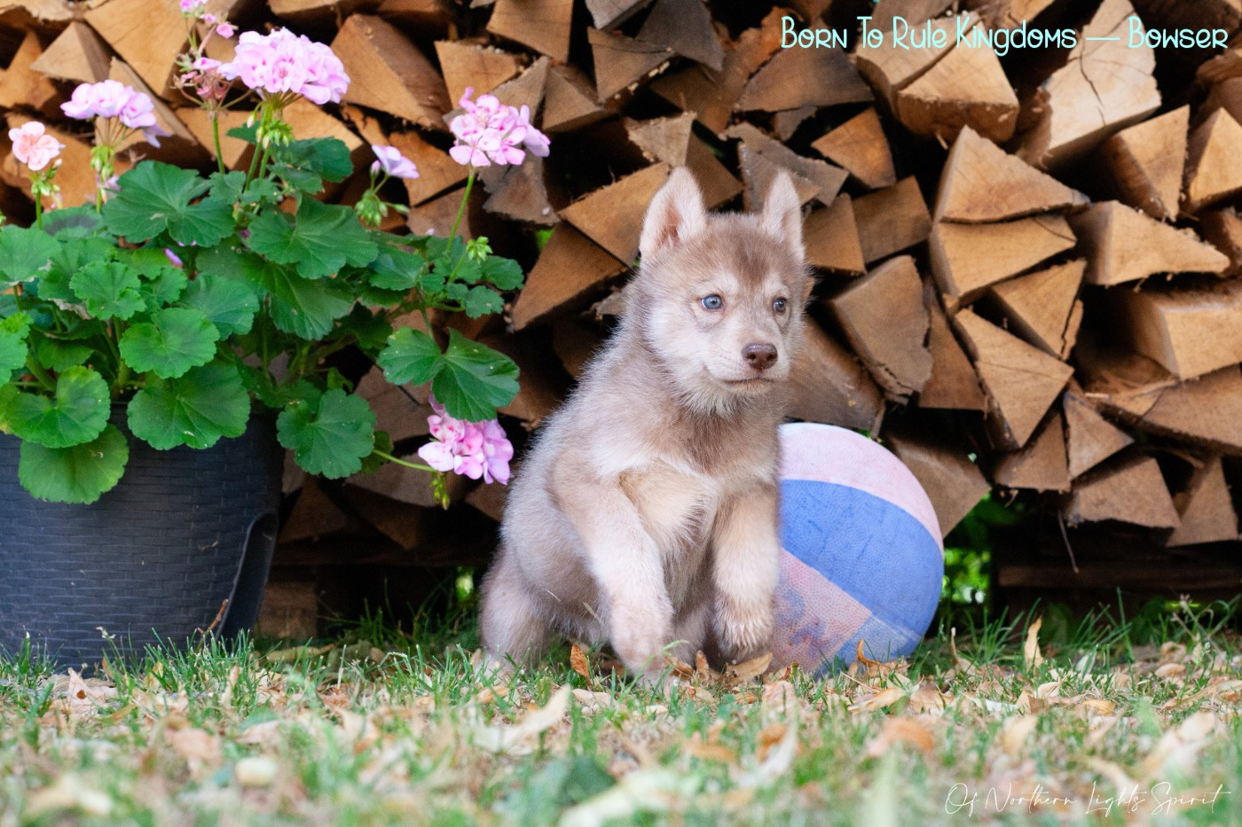 Of Northern Lights Spirit - Chiots disponibles - Siberian Husky