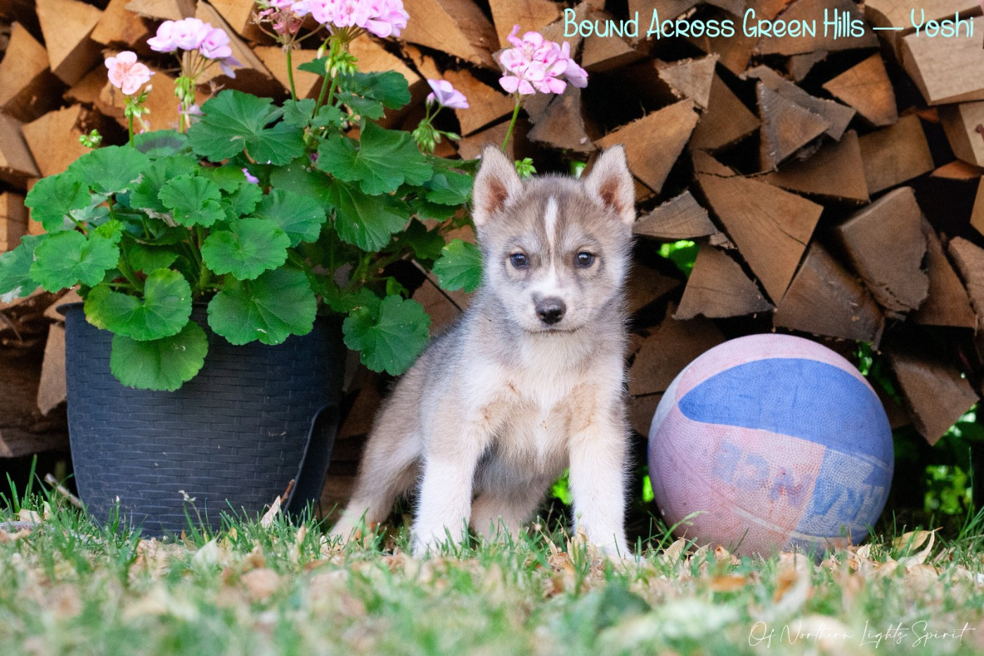 Of Northern Lights Spirit - Chiots disponibles - Siberian Husky