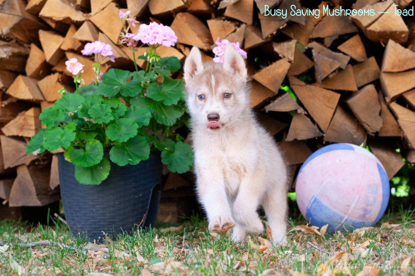 Of Northern Lights Spirit - Chiots disponibles - Siberian Husky