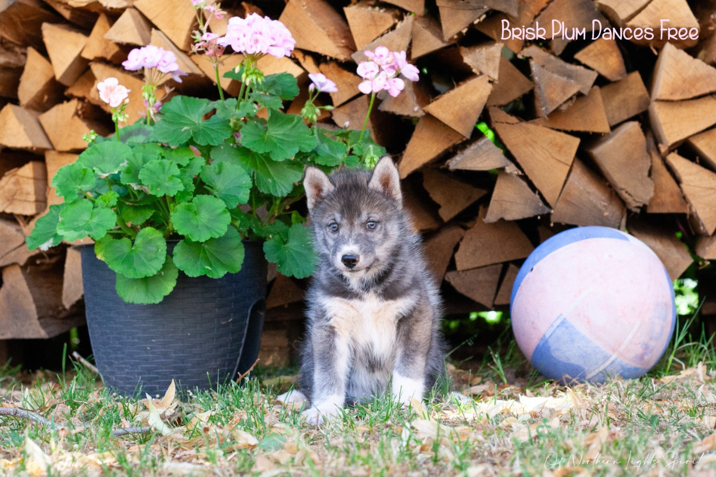 Of Northern Lights Spirit - Chiots disponibles - Siberian Husky