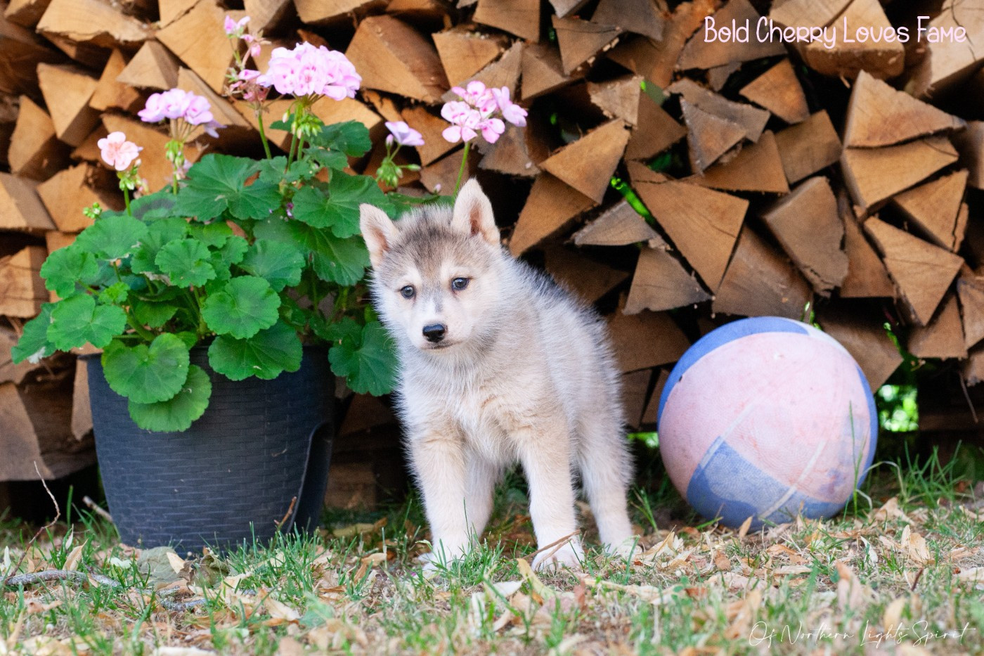 Of Northern Lights Spirit - Chiots disponibles - Siberian Husky
