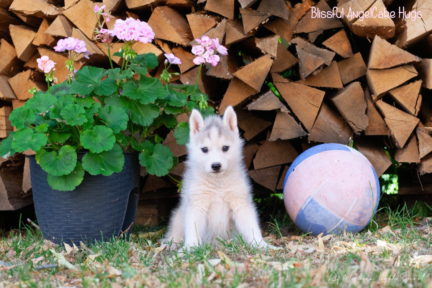 Of Northern Lights Spirit - Chiots disponibles - Siberian Husky