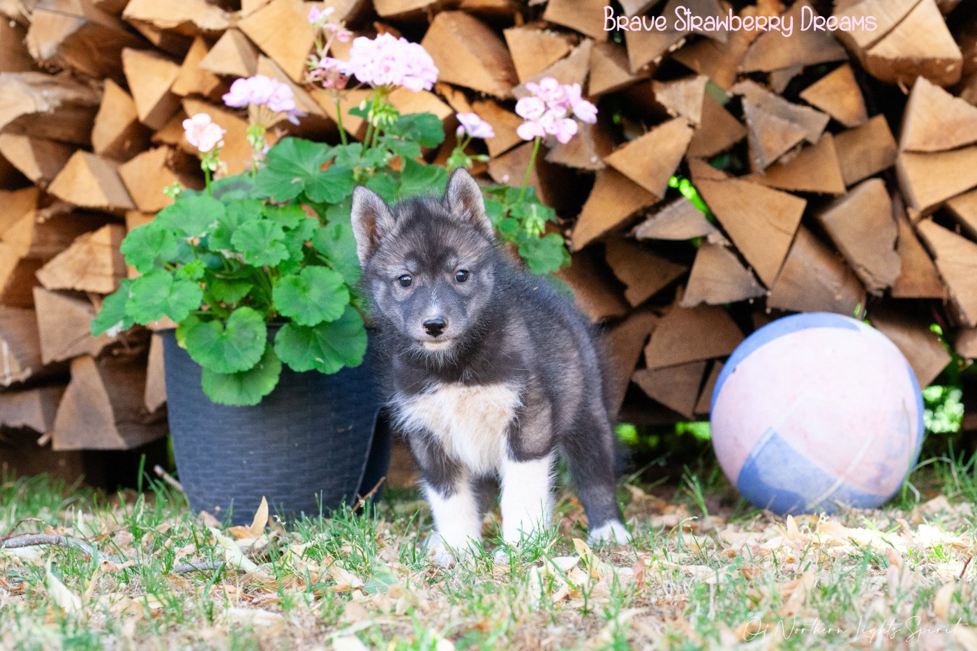 Of Northern Lights Spirit - Chiots disponibles - Siberian Husky