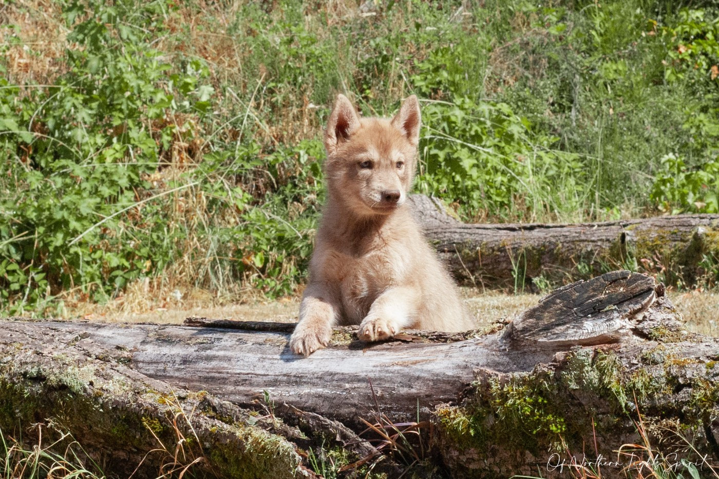 Of Northern Lights Spirit - Chiots disponibles - Siberian Husky