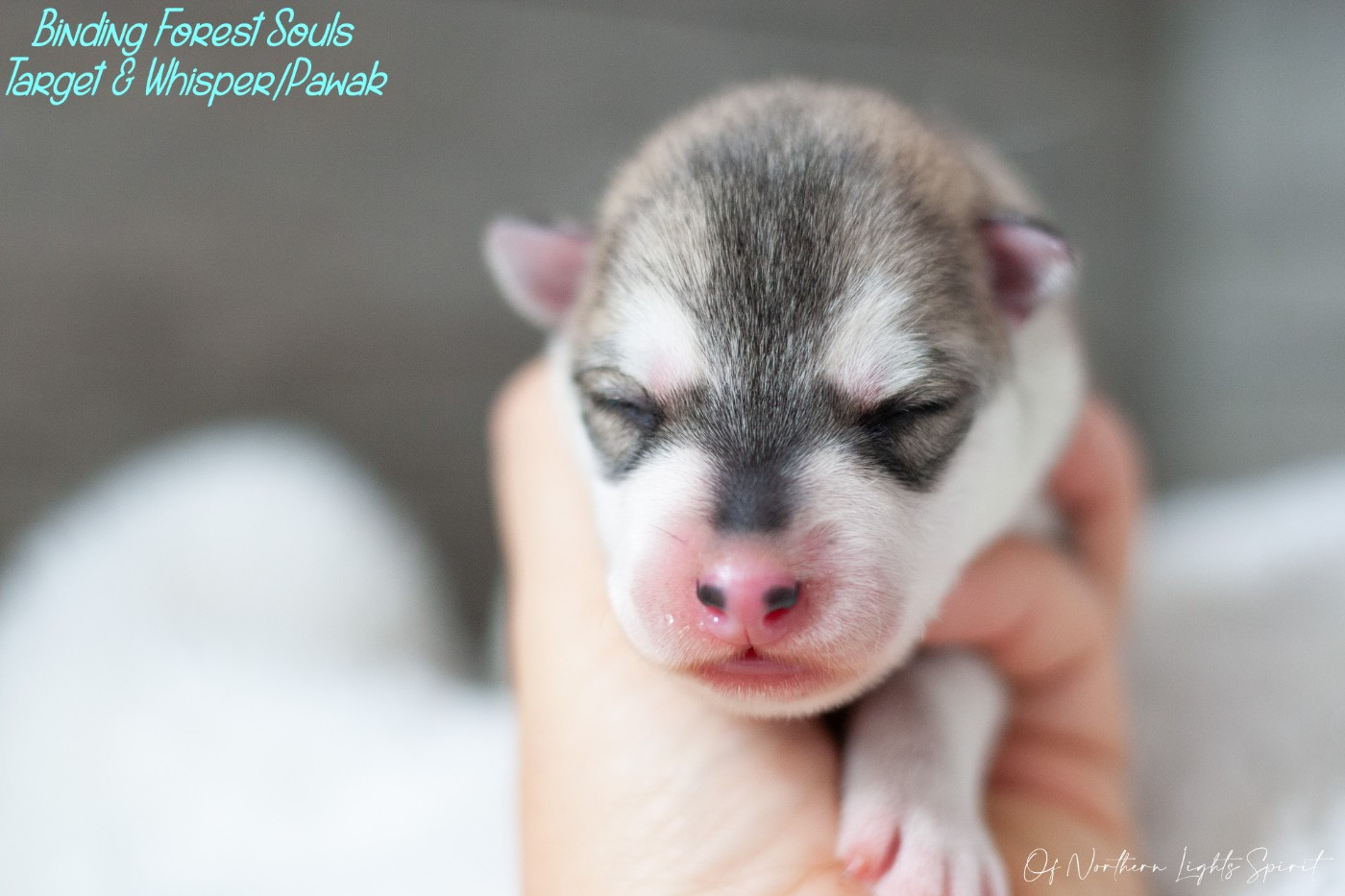 Of Northern Lights Spirit - Chiots disponibles - Siberian Husky