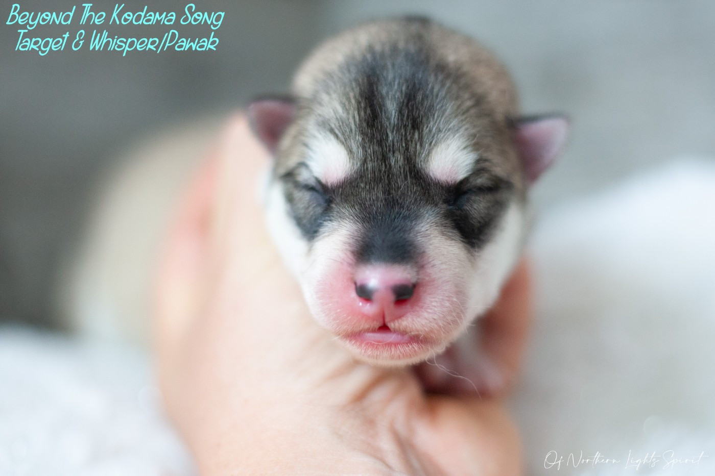 Of Northern Lights Spirit - Chiots disponibles - Siberian Husky