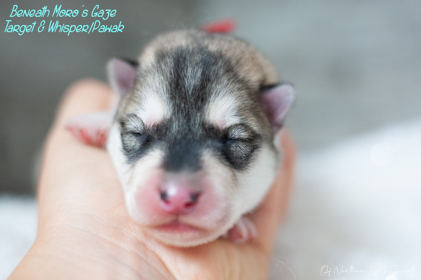 Of Northern Lights Spirit - Chiots disponibles - Siberian Husky