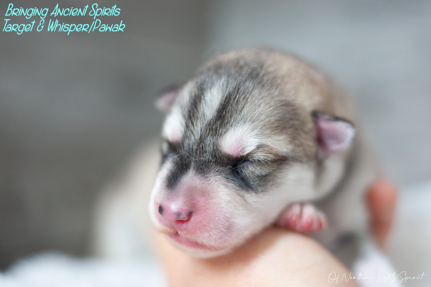 Of Northern Lights Spirit - Chiots disponibles - Siberian Husky