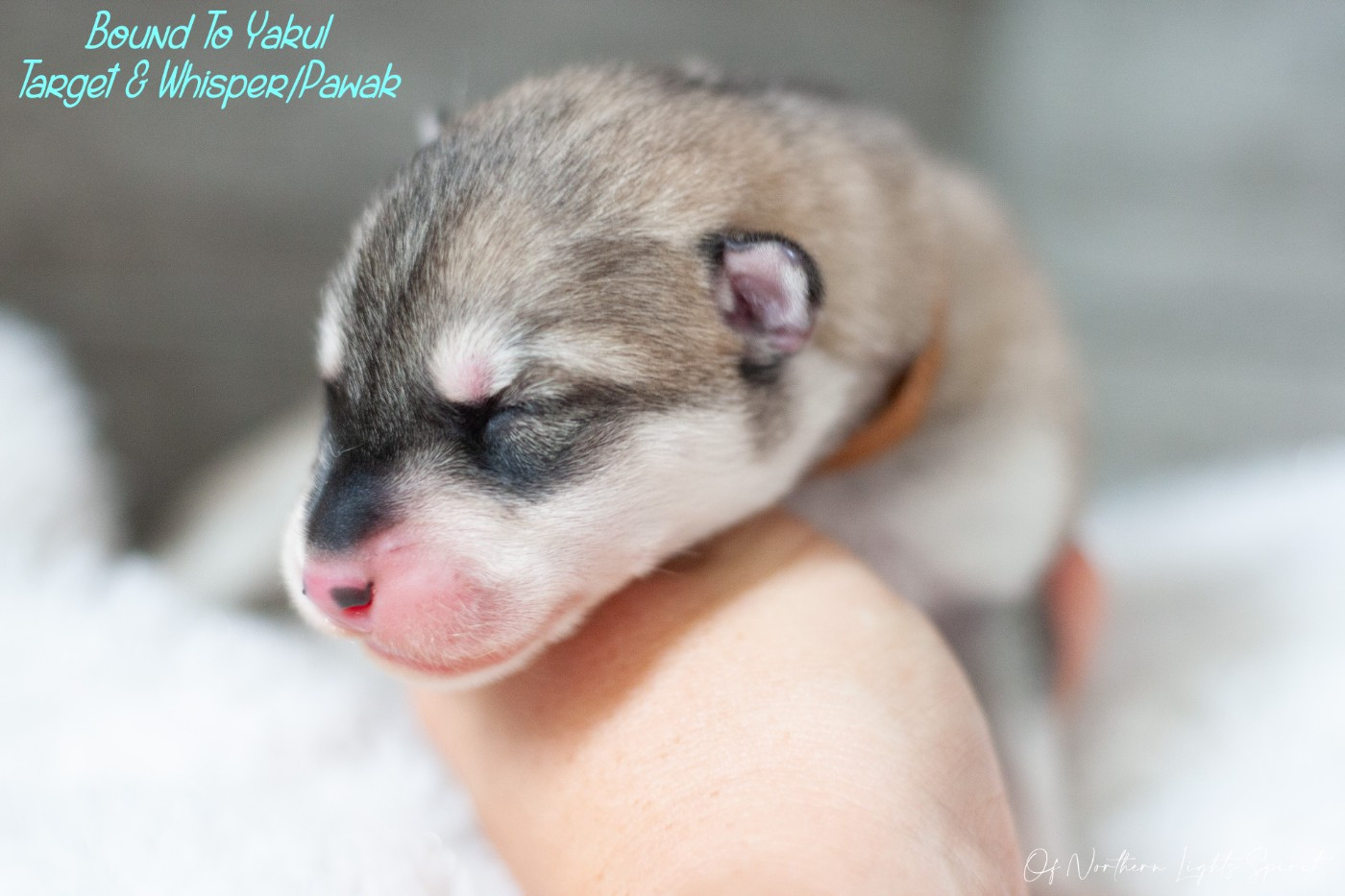 Of Northern Lights Spirit - Chiots disponibles - Siberian Husky