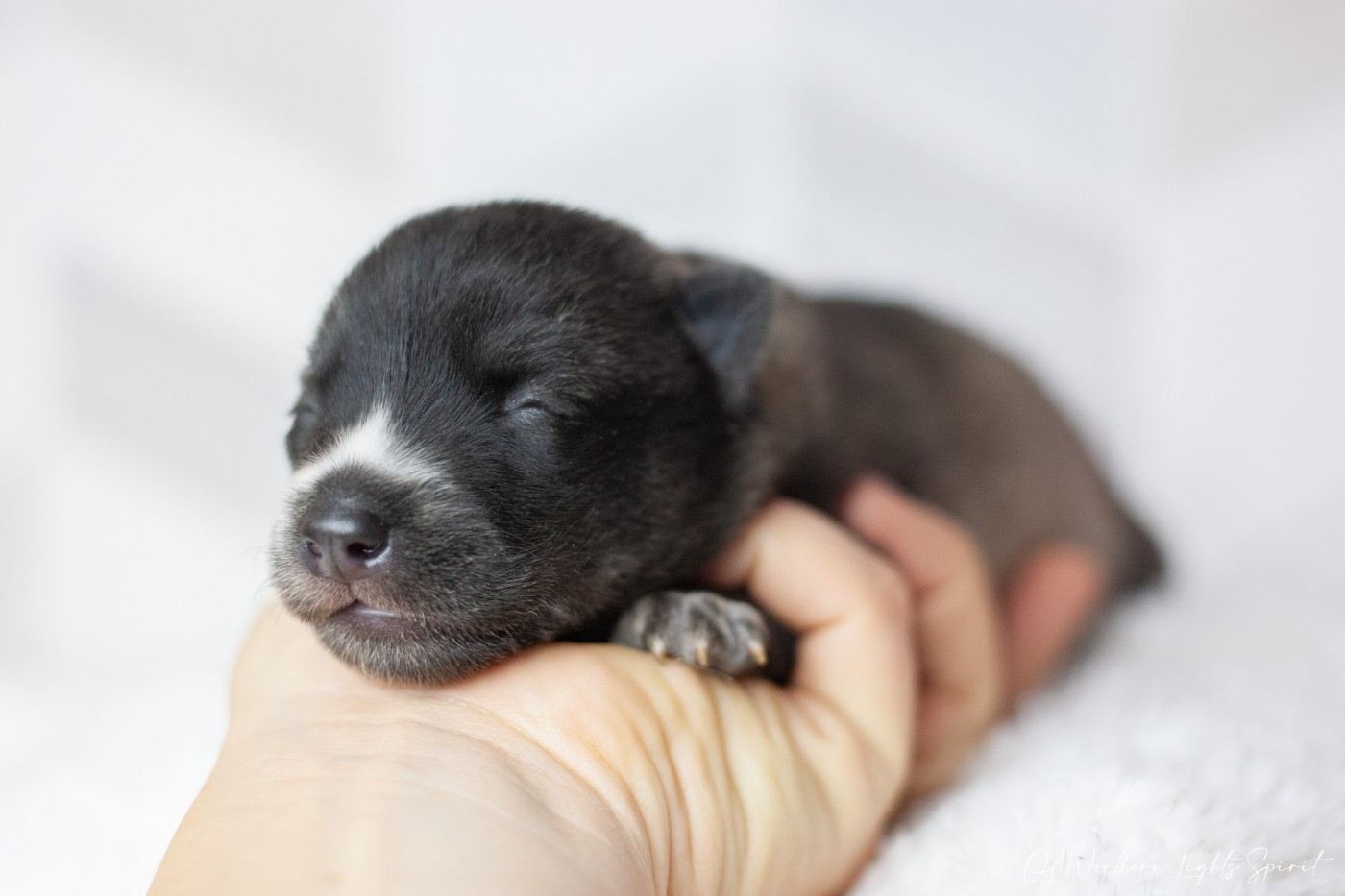 Of Northern Lights Spirit - Chiots disponibles - Siberian Husky