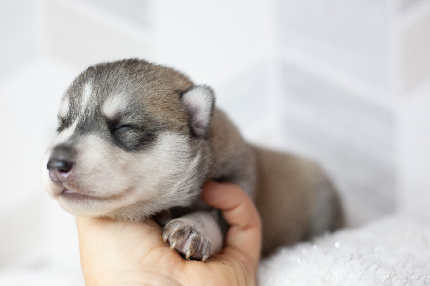 Of Northern Lights Spirit - Chiots disponibles - Siberian Husky