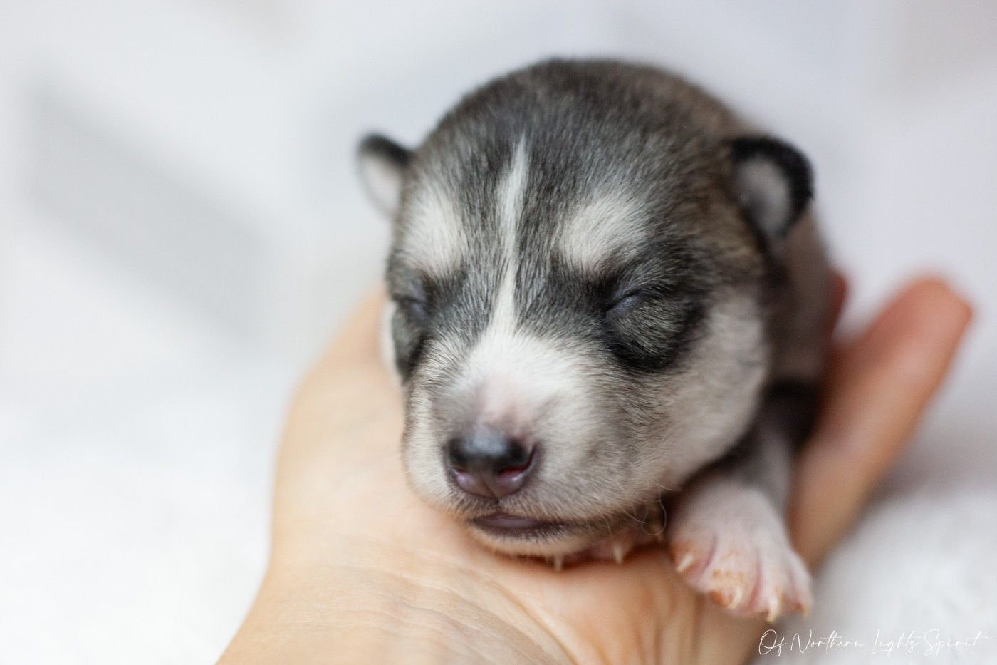 Of Northern Lights Spirit - Chiots disponibles - Siberian Husky