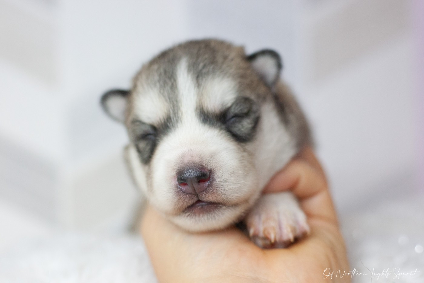 Of Northern Lights Spirit - Chiots disponibles - Siberian Husky