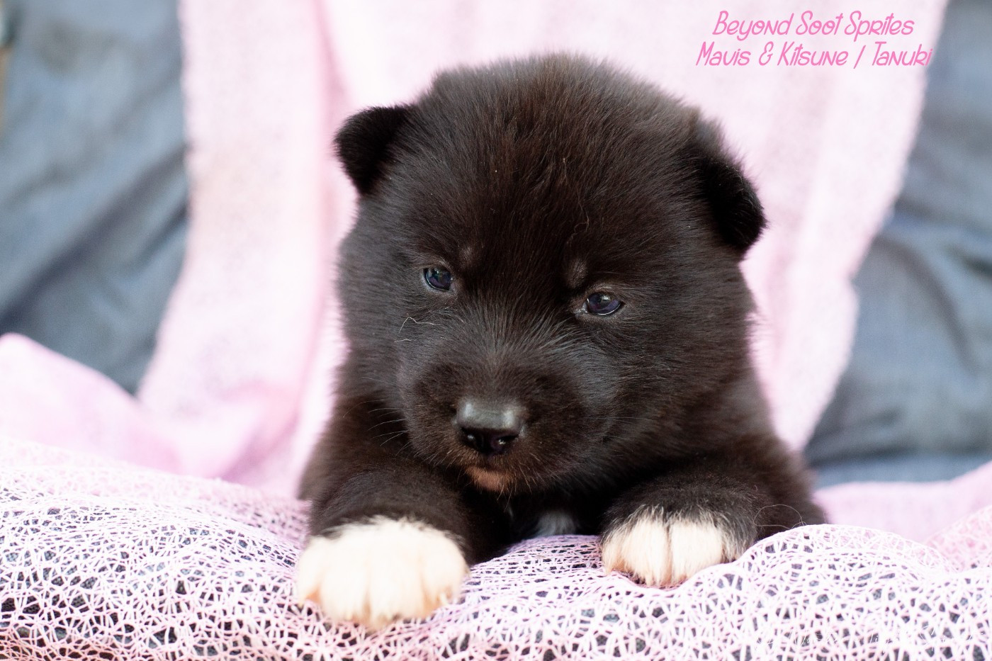 Of Northern Lights Spirit - Chiots disponibles - Siberian Husky
