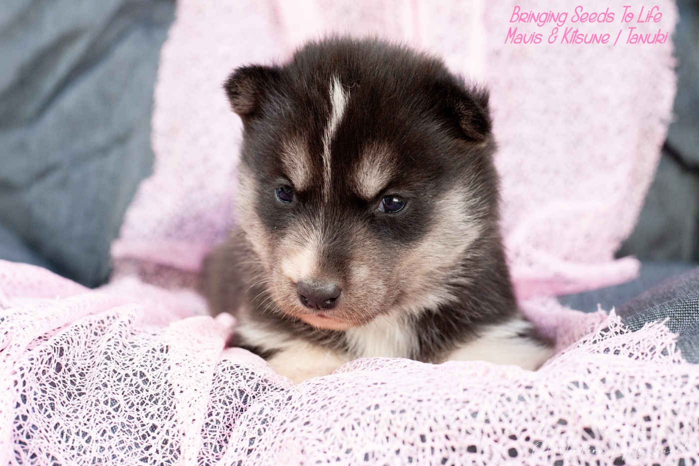 Of Northern Lights Spirit - Chiots disponibles - Siberian Husky