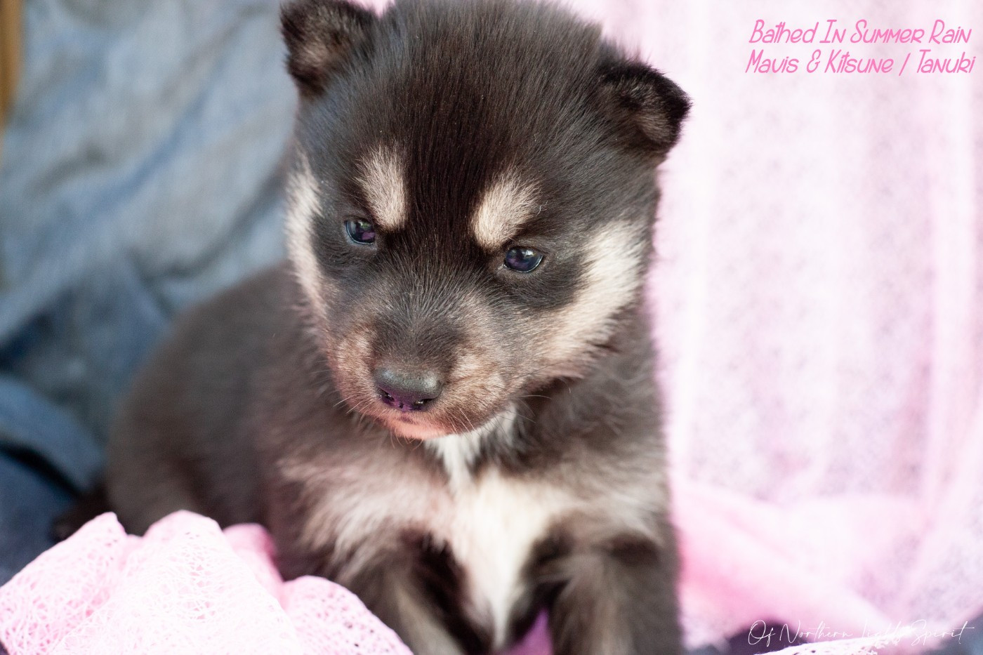 Of Northern Lights Spirit - Chiots disponibles - Siberian Husky