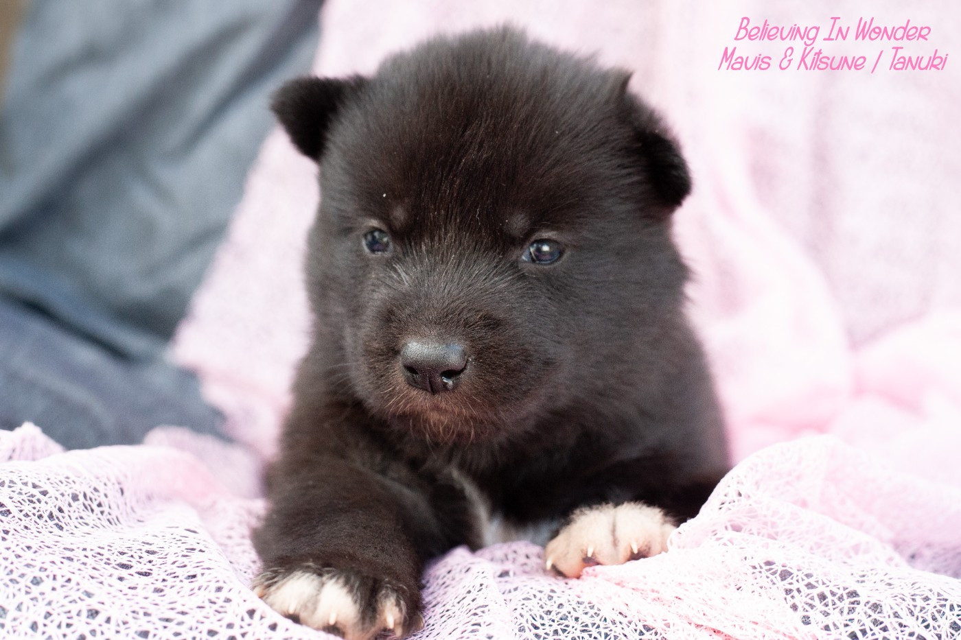 Of Northern Lights Spirit - Chiots disponibles - Siberian Husky