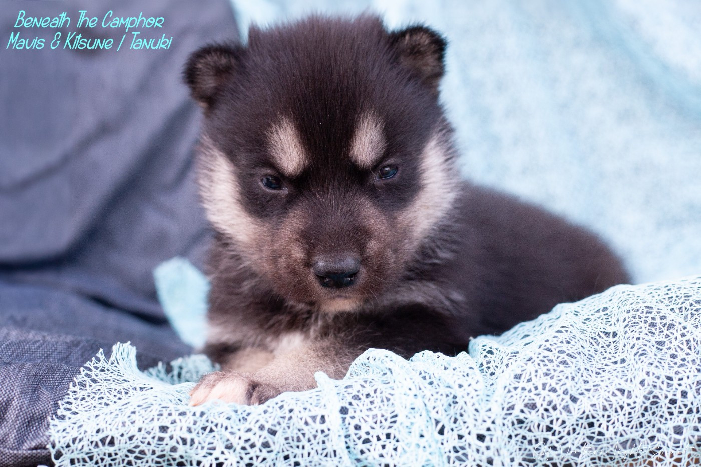 Of Northern Lights Spirit - Chiots disponibles - Siberian Husky