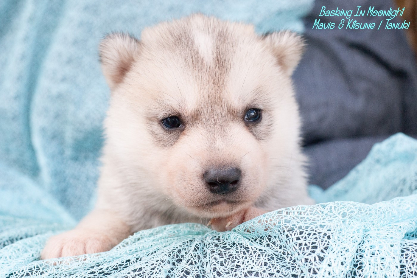Of Northern Lights Spirit - Chiots disponibles - Siberian Husky