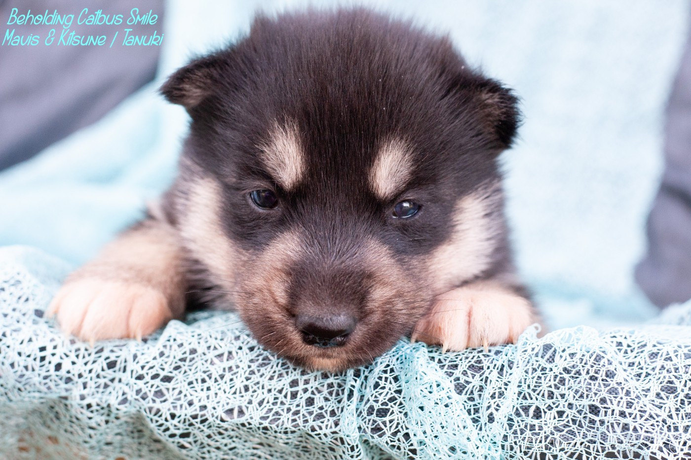 Of Northern Lights Spirit - Chiots disponibles - Siberian Husky