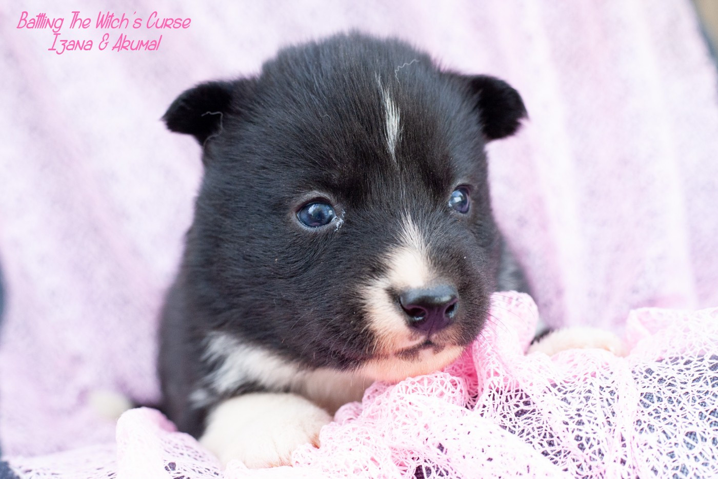 Of Northern Lights Spirit - Chiots disponibles - Siberian Husky