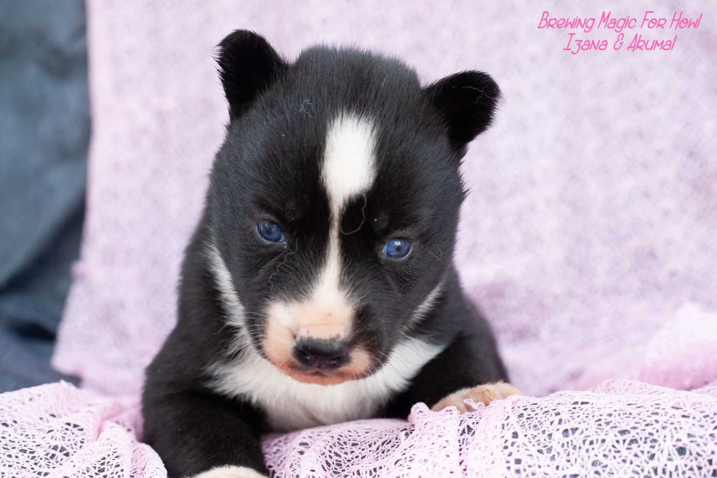 Of Northern Lights Spirit - Chiots disponibles - Siberian Husky