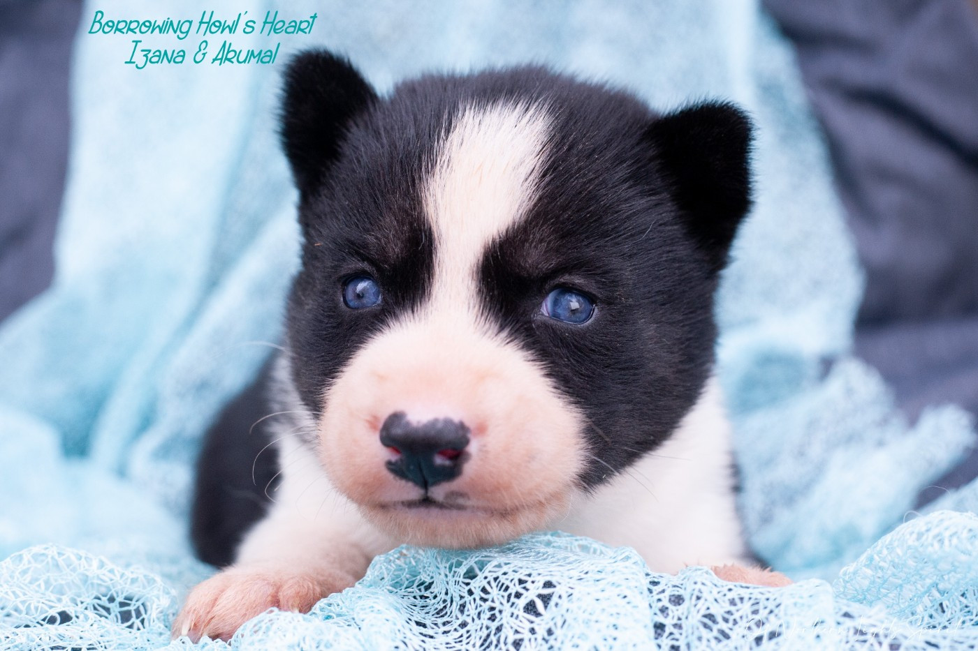 Of Northern Lights Spirit - Chiots disponibles - Siberian Husky