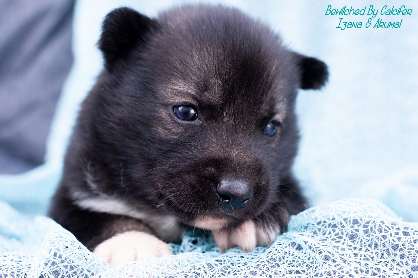 Of Northern Lights Spirit - Chiots disponibles - Siberian Husky