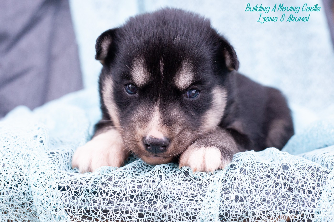 Of Northern Lights Spirit - Chiots disponibles - Siberian Husky