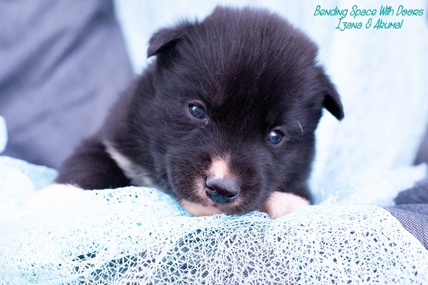 Of Northern Lights Spirit - Chiots disponibles - Siberian Husky