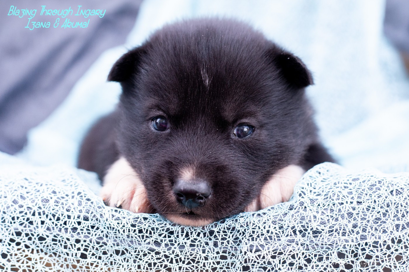 Of Northern Lights Spirit - Chiots disponibles - Siberian Husky