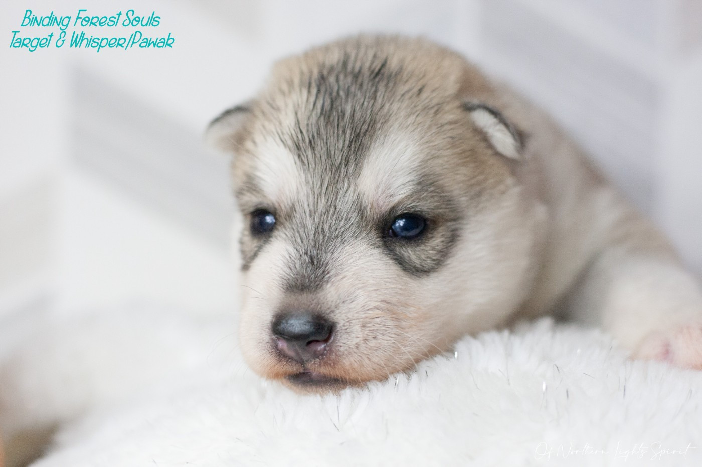 Of Northern Lights Spirit - Chiots disponibles - Siberian Husky