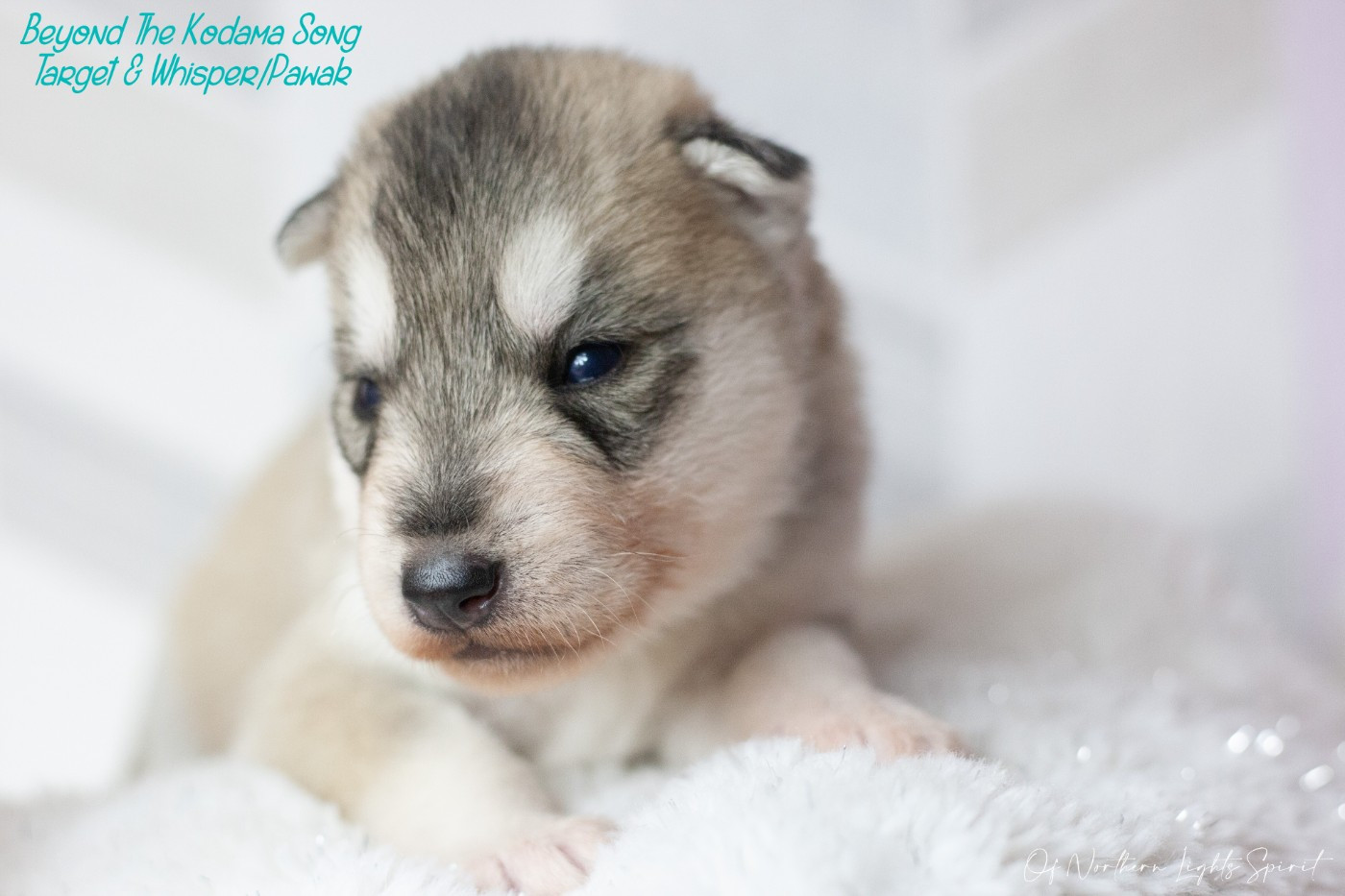 Of Northern Lights Spirit - Chiots disponibles - Siberian Husky