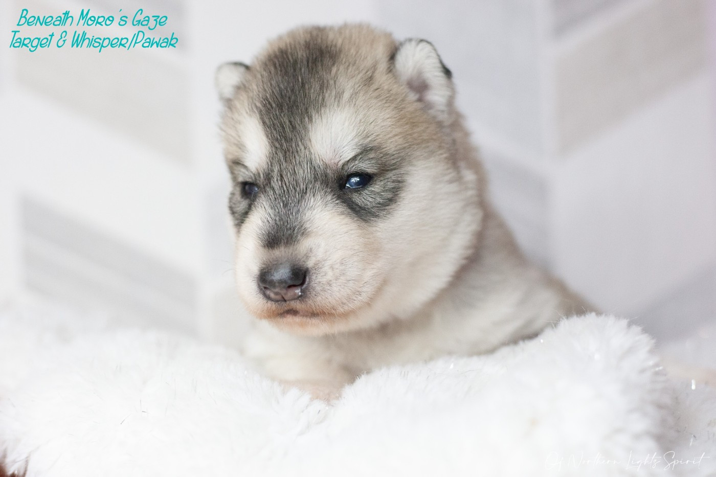 Of Northern Lights Spirit - Chiots disponibles - Siberian Husky
