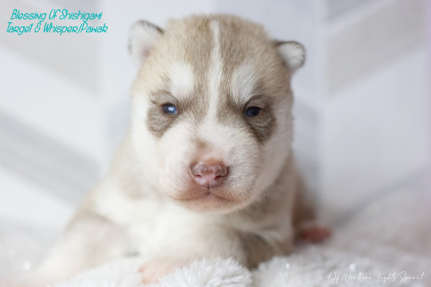 Of Northern Lights Spirit - Chiots disponibles - Siberian Husky
