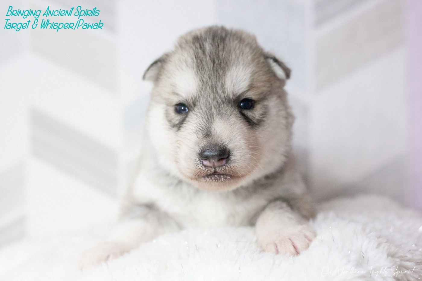 Of Northern Lights Spirit - Chiots disponibles - Siberian Husky