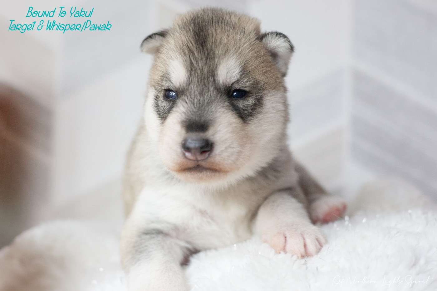 Of Northern Lights Spirit - Chiots disponibles - Siberian Husky