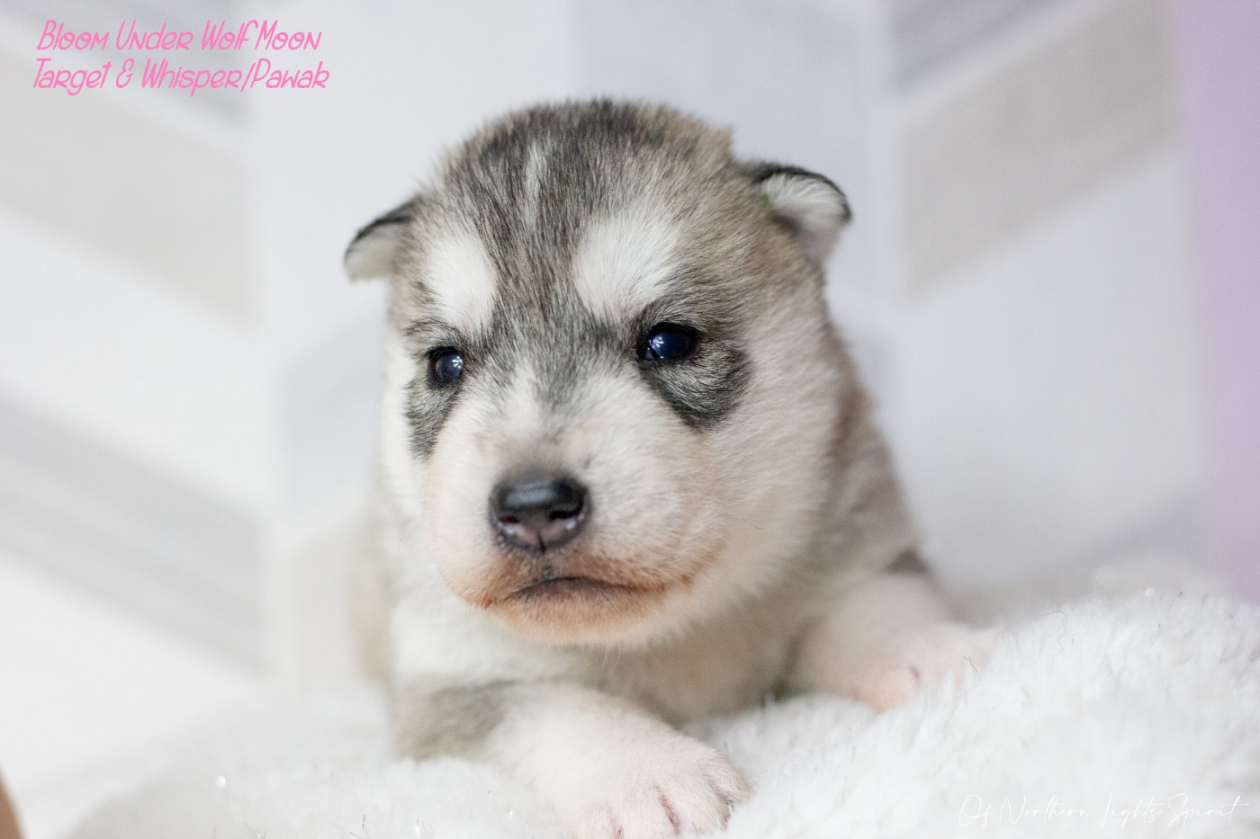 Of Northern Lights Spirit - Chiots disponibles - Siberian Husky