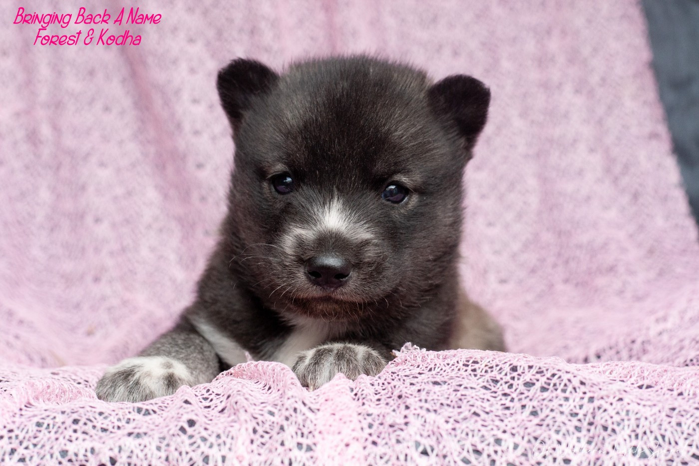 Of Northern Lights Spirit - Chiots disponibles - Siberian Husky