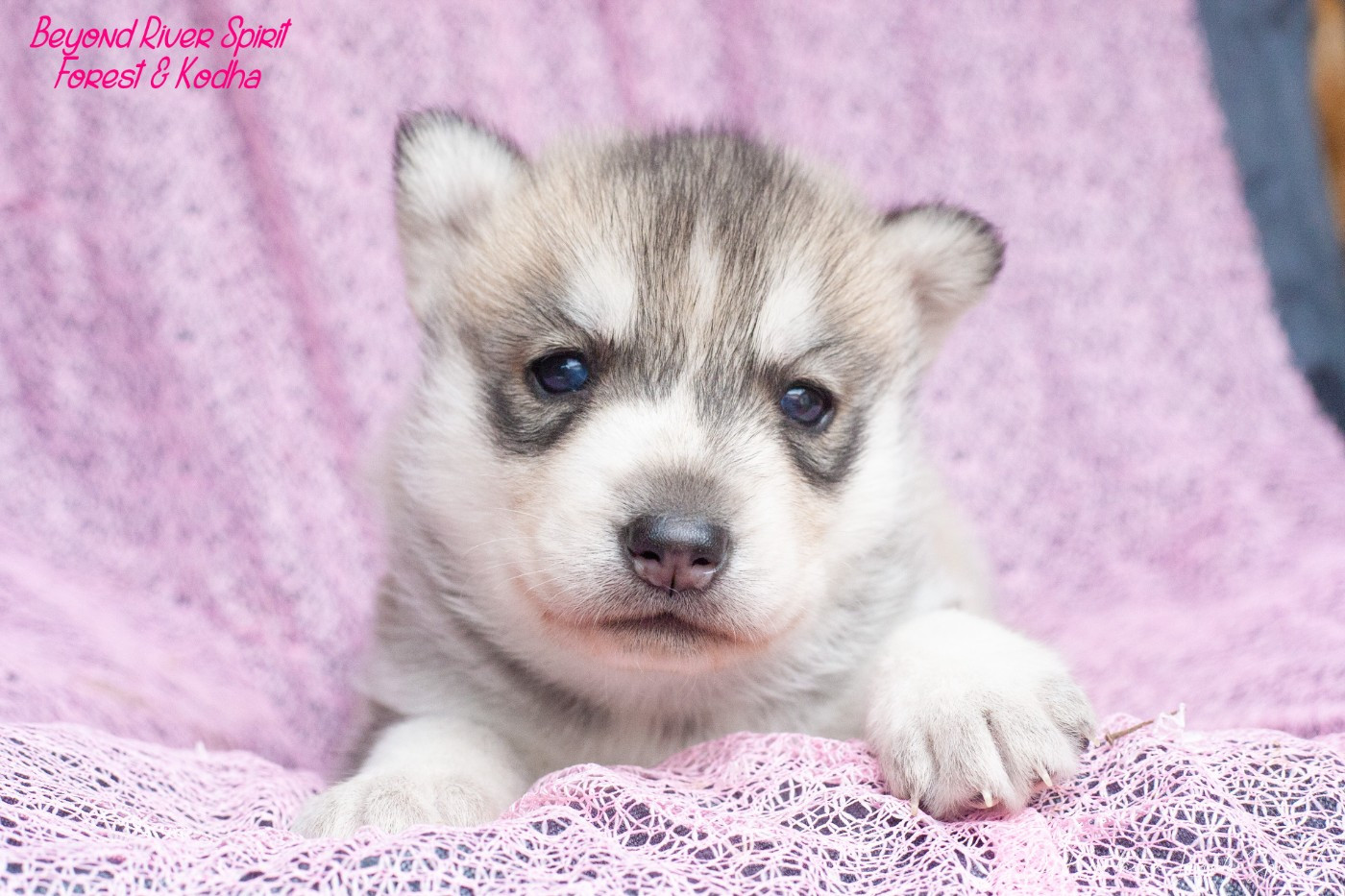 Of Northern Lights Spirit - Chiots disponibles - Siberian Husky