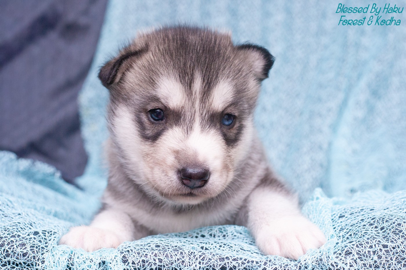 Of Northern Lights Spirit - Chiots disponibles - Siberian Husky